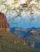Grand Canyon Mini - NYPC National Geographic Collection Mini Puzzle 100 Pieces