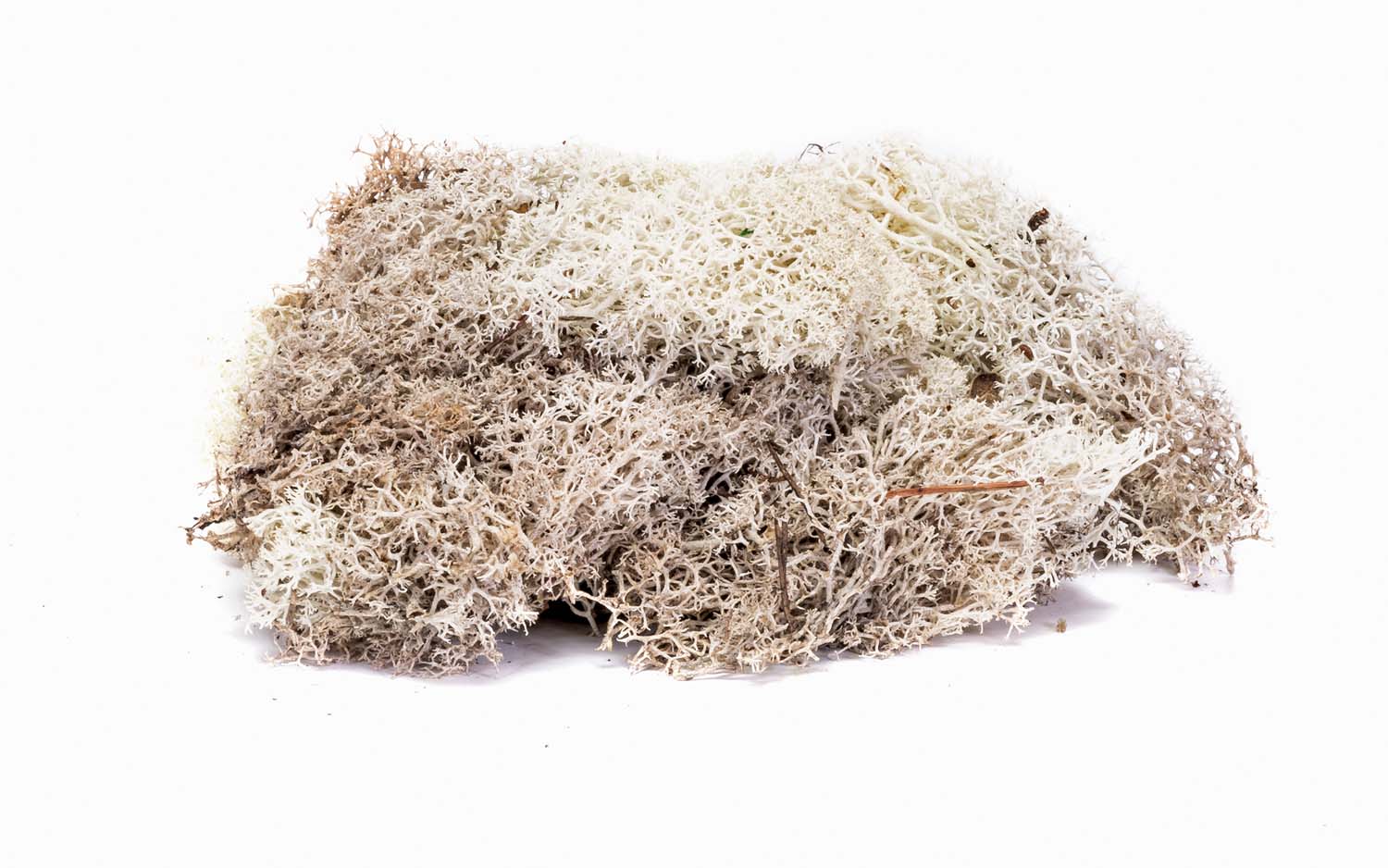 Hornby Lichen - Stone Grey