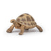 Papo Tortuga de Hermann (50264