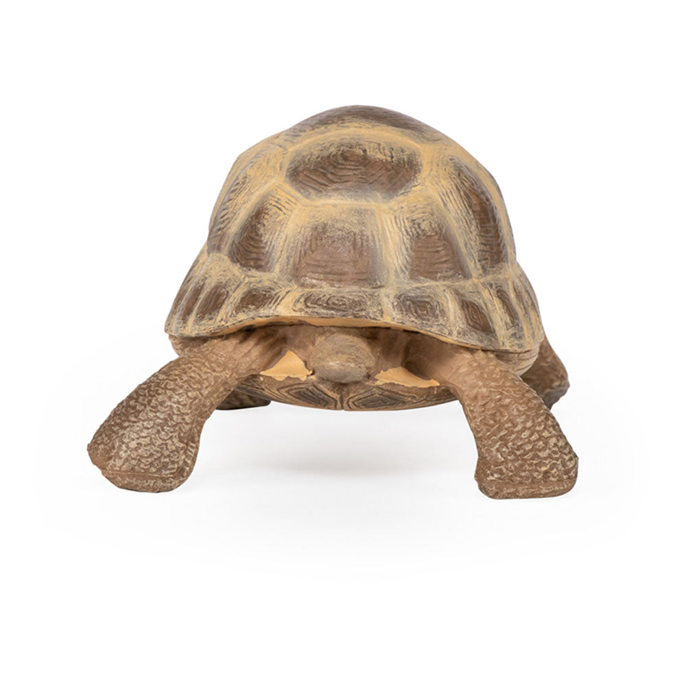 Papo Tortuga de Hermann (50264
