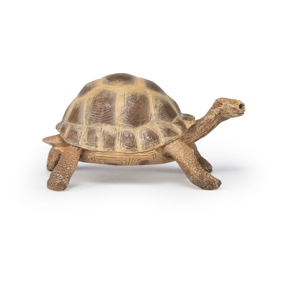 Papo Tortuga de Hermann (50264