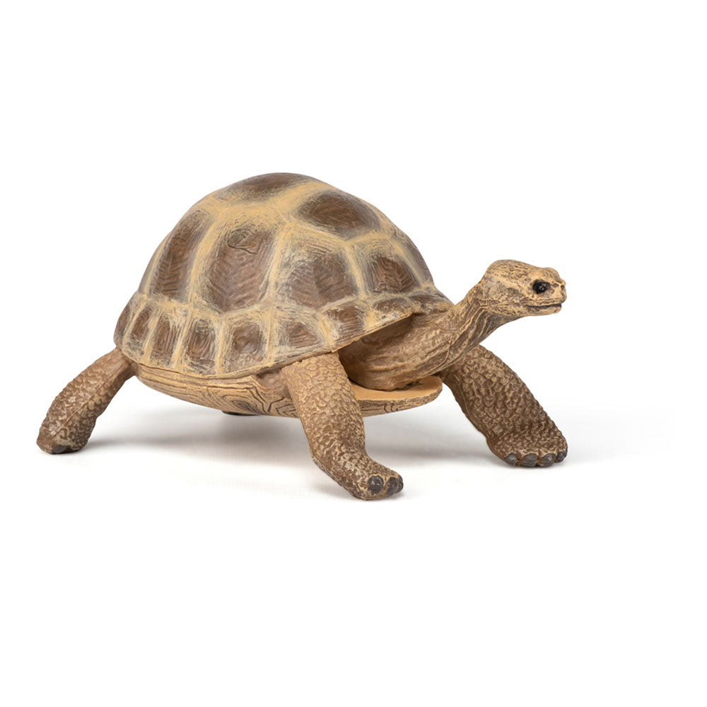 Papo Tortuga de Hermann (50264