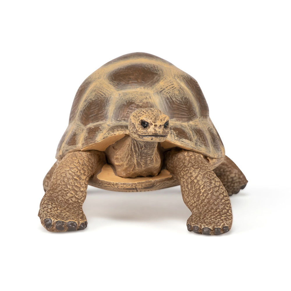 Papo Tortuga de Hermann (50264
