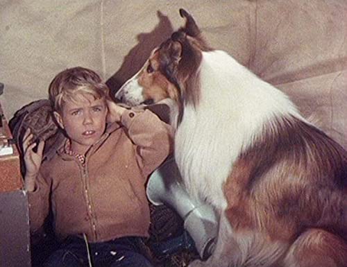 Lassie-Les Longs METRAGES Partie 2 Coffret 6 DVD