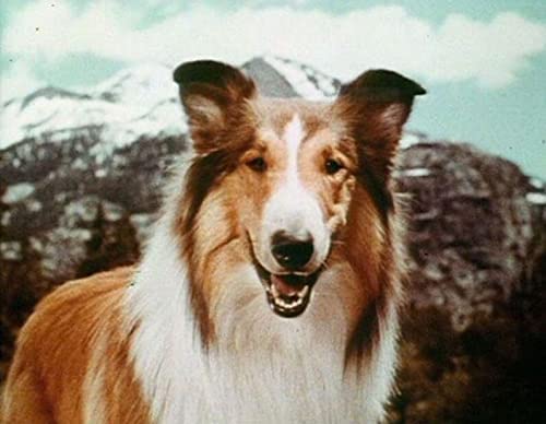 Lassie-Les Longs METRAGES Partie 2 Coffret 6 DVD