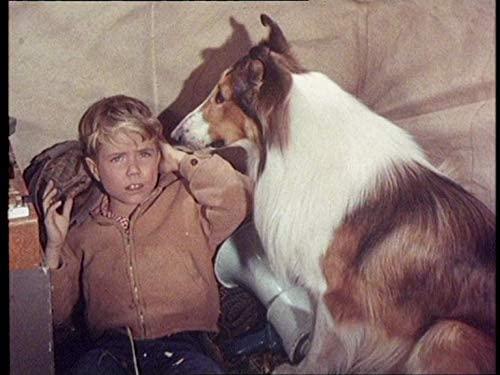 Lassie-Les Longs METRAGES Partie 2 Coffret 6 DVD
