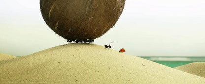 Minuscule 2 Les Mandibules Bout Du Monde