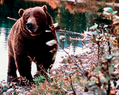 Abenteuer im Land der Grizzlys (Grizzly Falls) / Abenteuerfilm mit Starbesetzung (Pidax Film-Klassiker