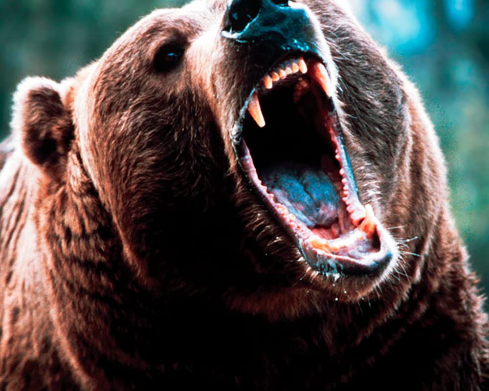 Abenteuer im Land der Grizzlys (Grizzly Falls) / Abenteuerfilm mit Starbesetzung (Pidax Film-Klassiker