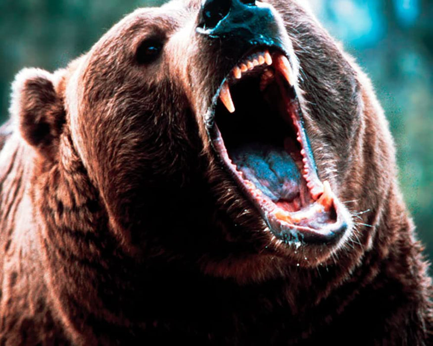 Abenteuer im Land der Grizzlys (Grizzly Falls) / Abenteuerfilm mit Starbesetzung (Pidax Film-Klassiker