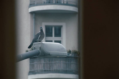 Republic of Silence (OmU)