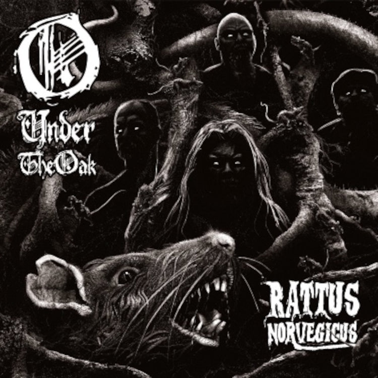 Rattus Norvegicus