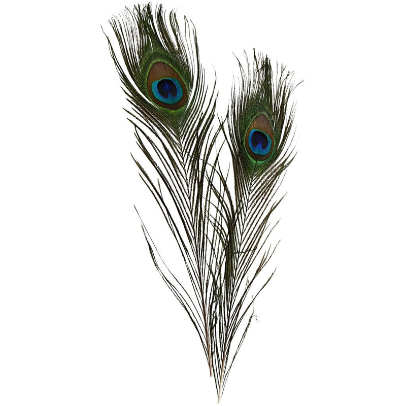 Peacock feathers, L: 25-30 cm, 10 pcs