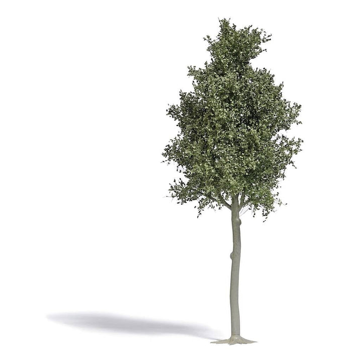 3798 Forest Beech 170 mm H0