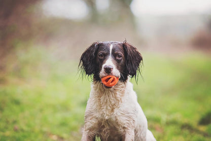 Chuckit! Dog Air Fetch Ball, Medium, 2 Pack Medium 2