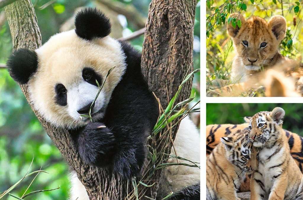 Ravensburger Kinderpuzzle - 05666 Panda, Tiger und Löwe - 3x49 Teile Puzzle für Kinder ab 5 Jahren