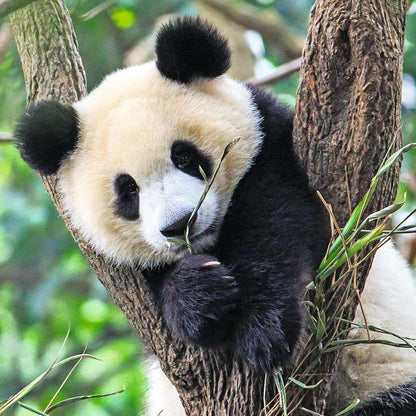 Ravensburger Kinderpuzzle - 05666 Panda, Tiger und Löwe - 3x49 Teile Puzzle für Kinder ab 5 Jahren