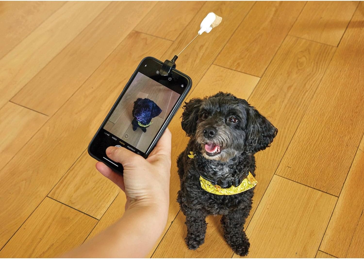 Dog Treat Selfie Clip (Dig01)