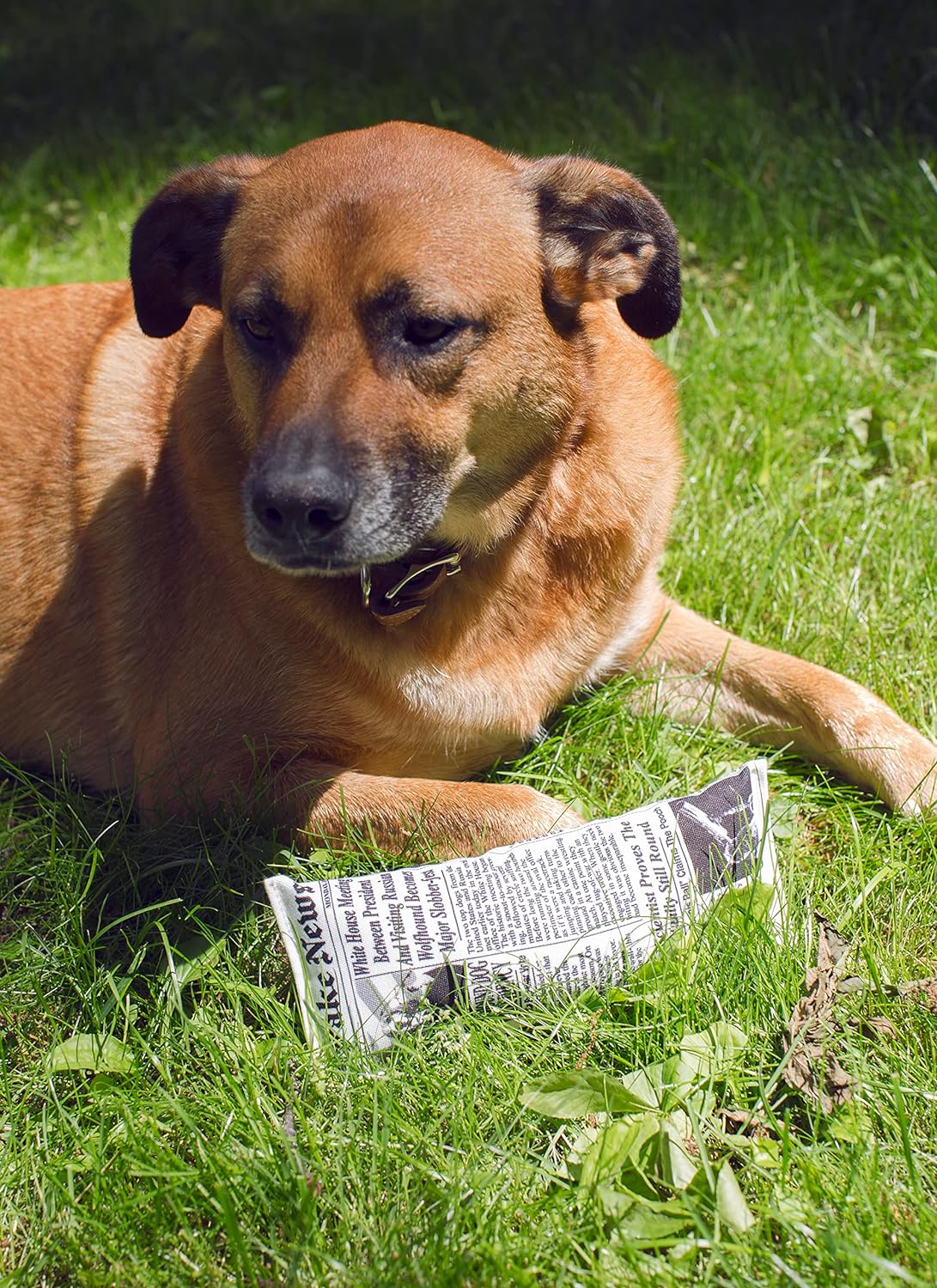 Doggy Fake News Toy (Dig05)