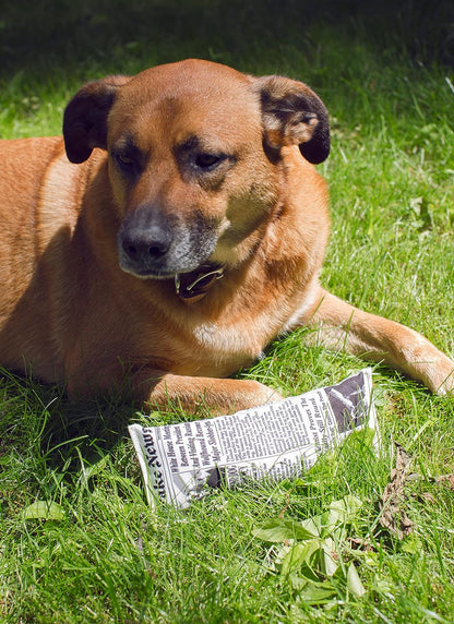 Doggy Fake News Toy (Dig05)