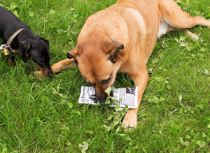 Doggy Fake News Toy (Dig05)