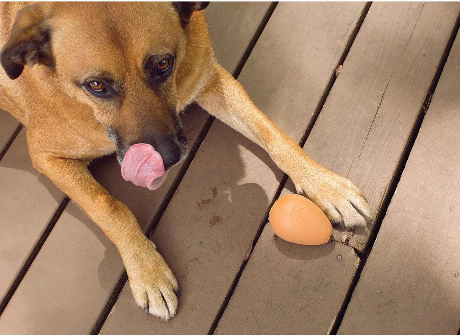 Bouncy Egg Treat Ball (DIG06