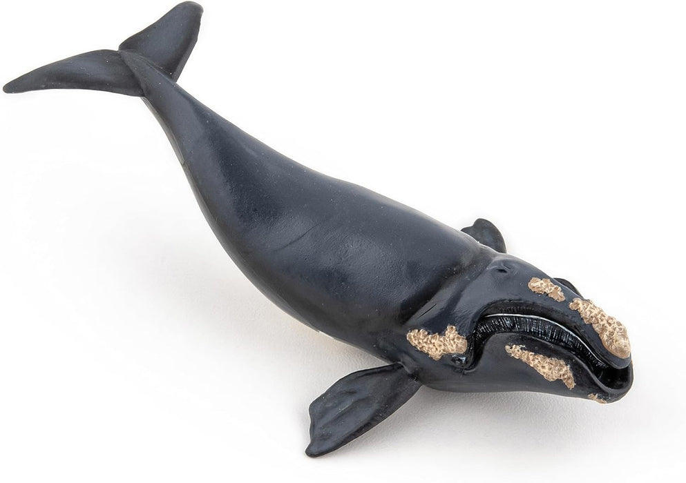 Papo Marine Life Right Whale Toy Figure Three Years And Above Black 56057
