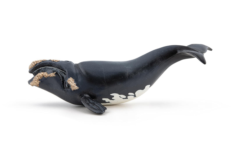 Papo Marine Life Right Whale Toy Figure Three Years And Above Black 56057