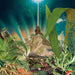 Imaginary Island Music: Ascension - Volume 2
