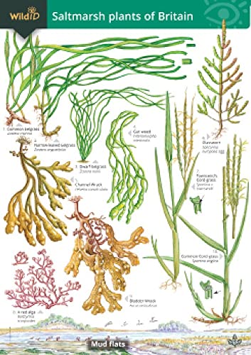 Guide to the Saltmarsh Plants of Britain