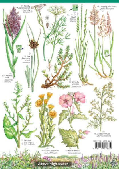 Guide to the Saltmarsh Plants of Britain