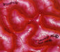 The Bloody Sca Of Burt Merlin