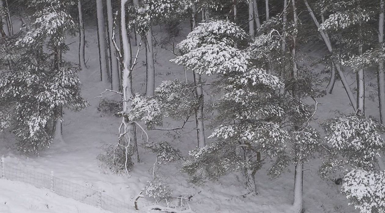 The Story of Looking (OmU