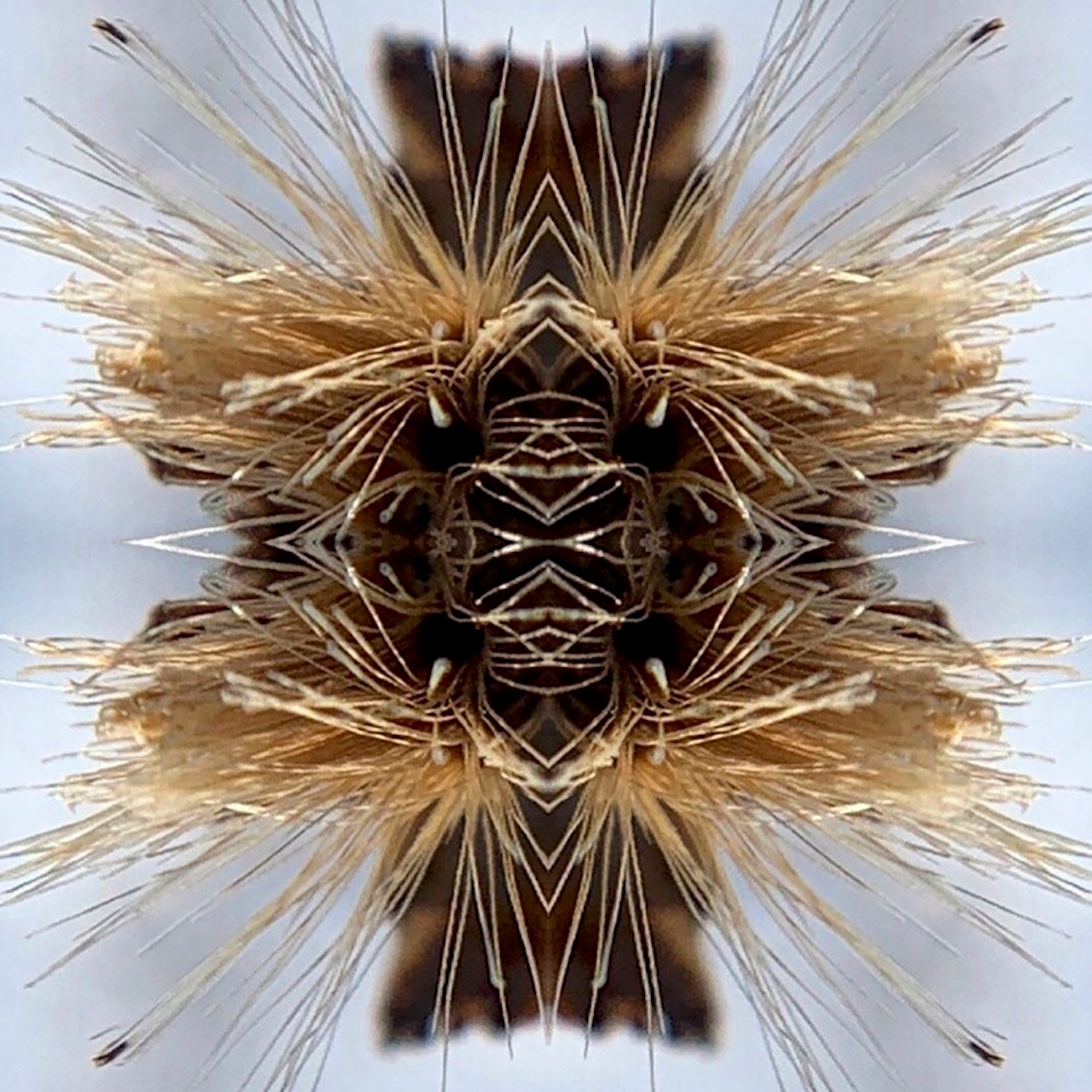 Sutra