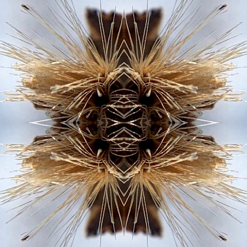 Sutra