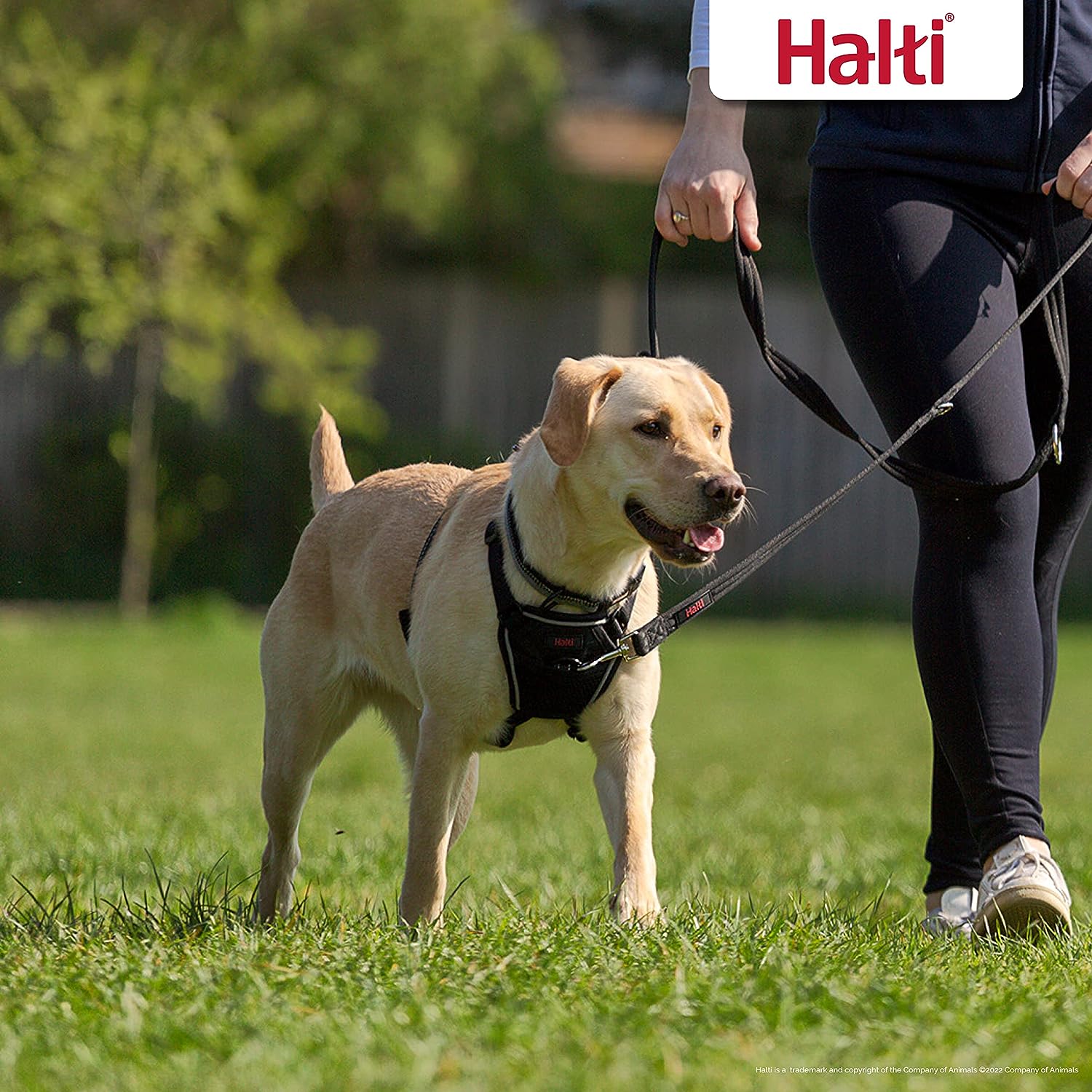 Arnés anti tirones HALTI - Para evitar que tu perro tire de la correa, Ajustable, Ligero y Fácil de Usar. Reflexiva Adiestramiento canino Arnés para perros medianos (Talla M, Negro)