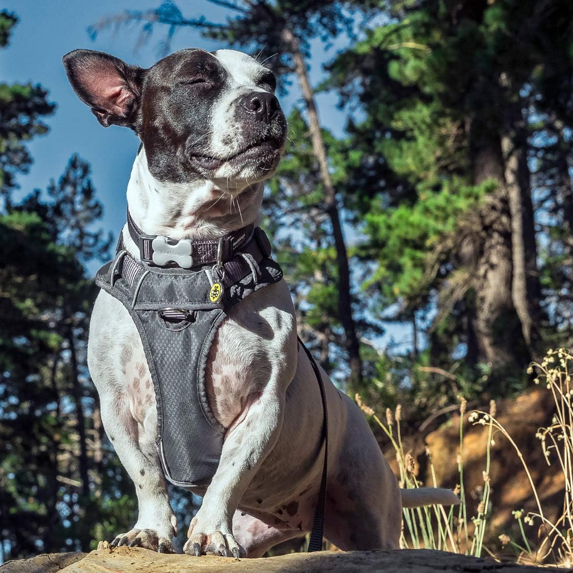 Dog Harness Red Dingo Padded Grey Xs Size