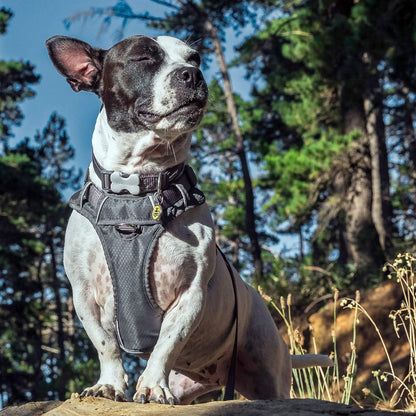 Dog Harness Red Dingo Padded Grey Xs Size