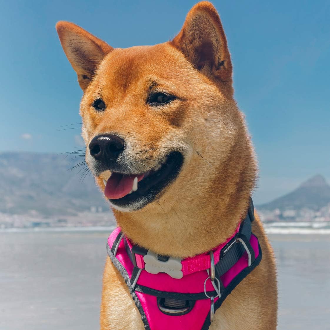 Red Dingo Padded Dog Harness Plain, Hot Pink, Small 15mm
