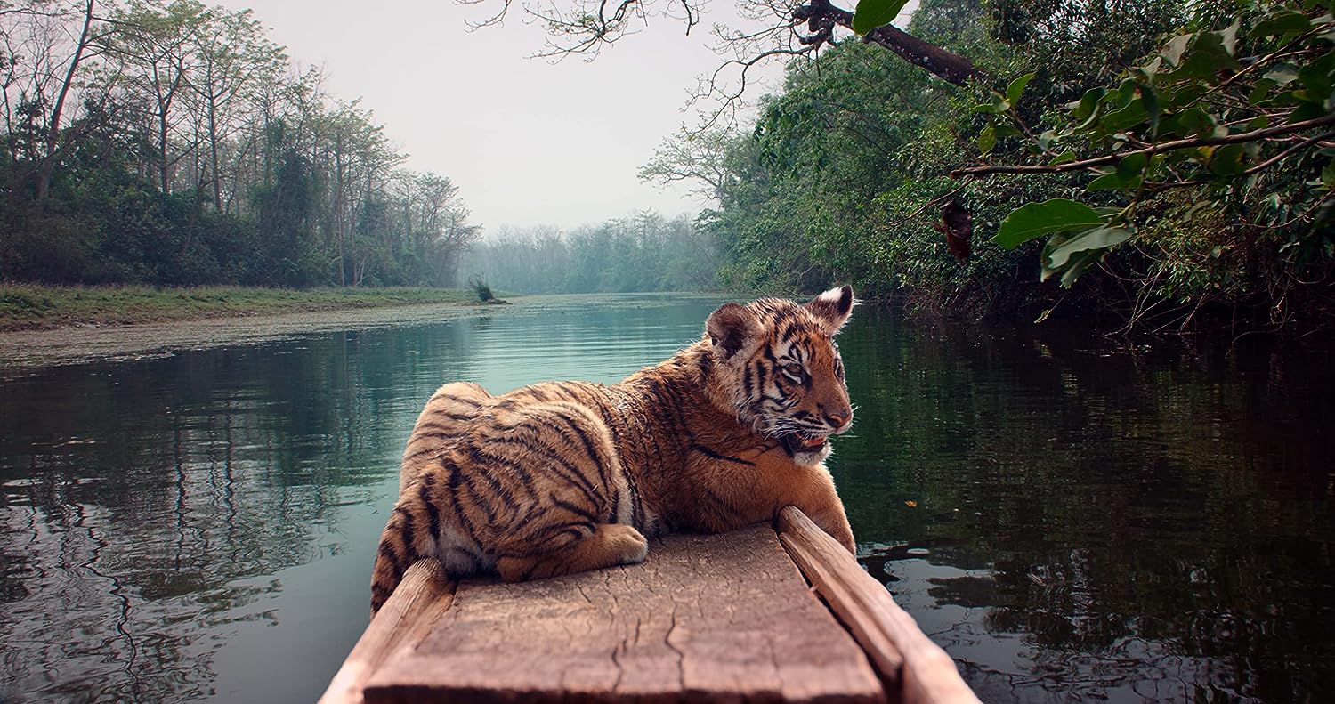 Le nid du tigre