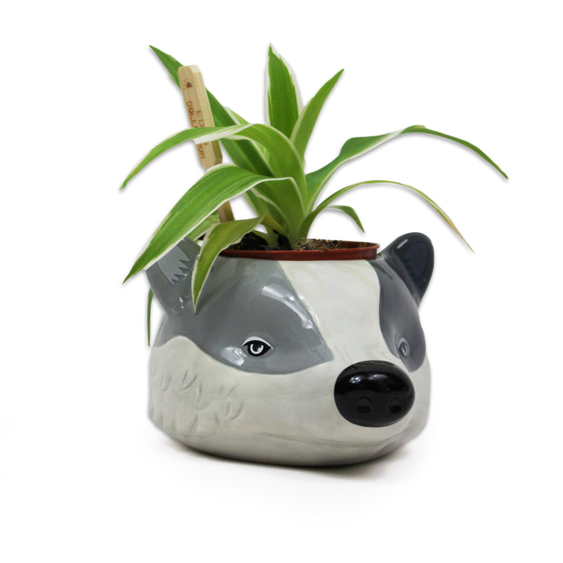 Half Moon Bay | Harry Potter Hufflepuff Indoor Plant Pot | Ceramic Plant Pot & Indoor Plant Pots | Harry Potter Gifts For Girls | Harry Potter Gifts For Women | Harry Potter Hufflepuff Gifts | Badger Harry Potter (Hufflepuff