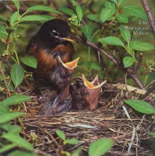 The American Robin