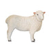 MOJO Romney Sheep Ewe Farmlife Farmland Wildlife Animal Model Farm Cute Toy Figure for Play and Collection