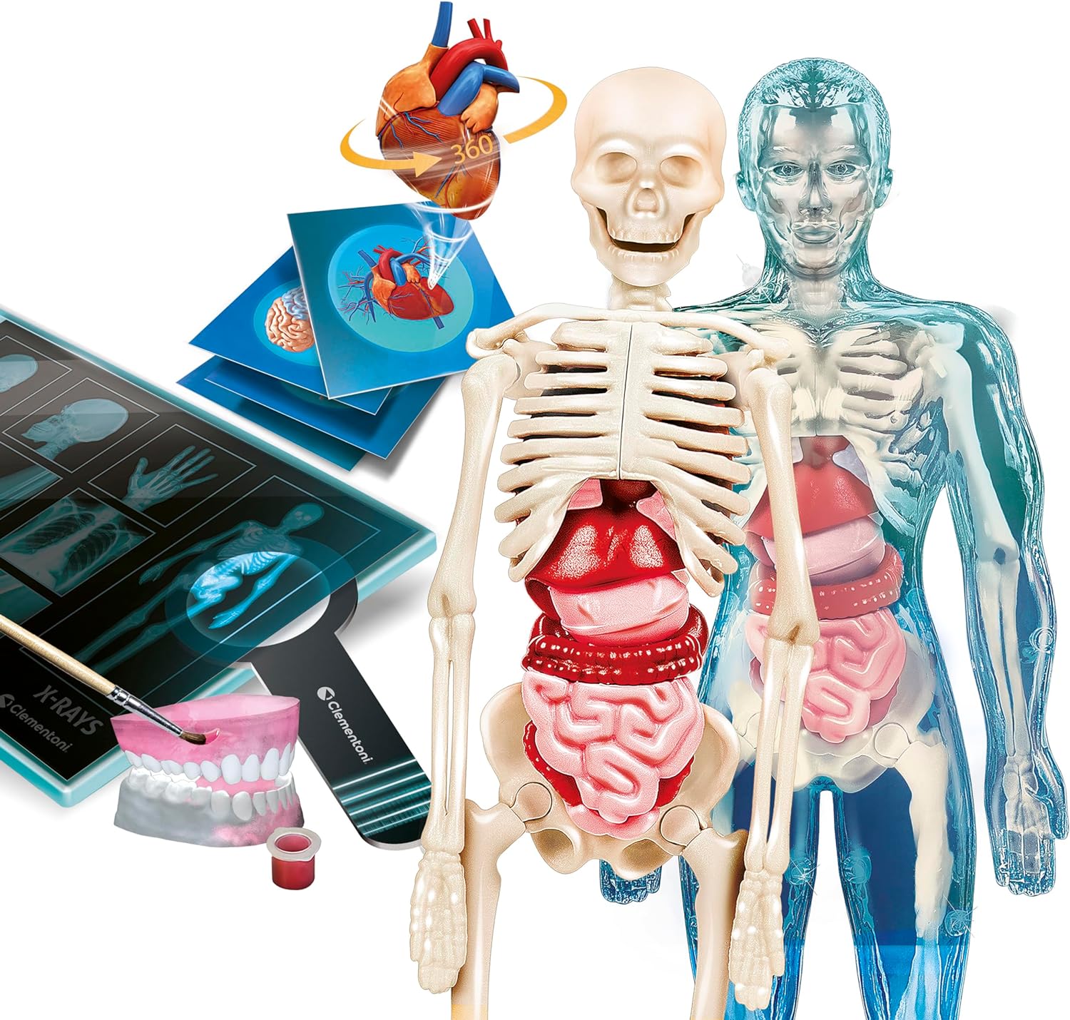 Clementoni - Science & Play - Super Anatomy (78826