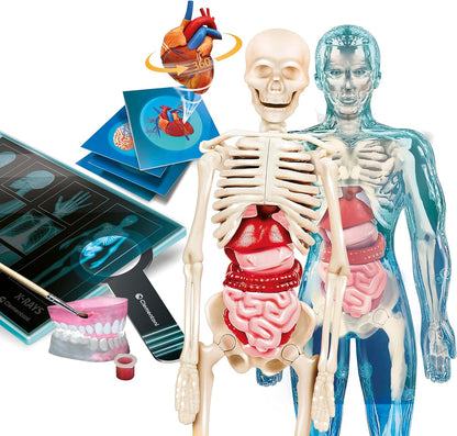 Clementoni - Science & Play - Super Anatomy (78826