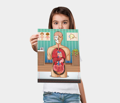 Human Body