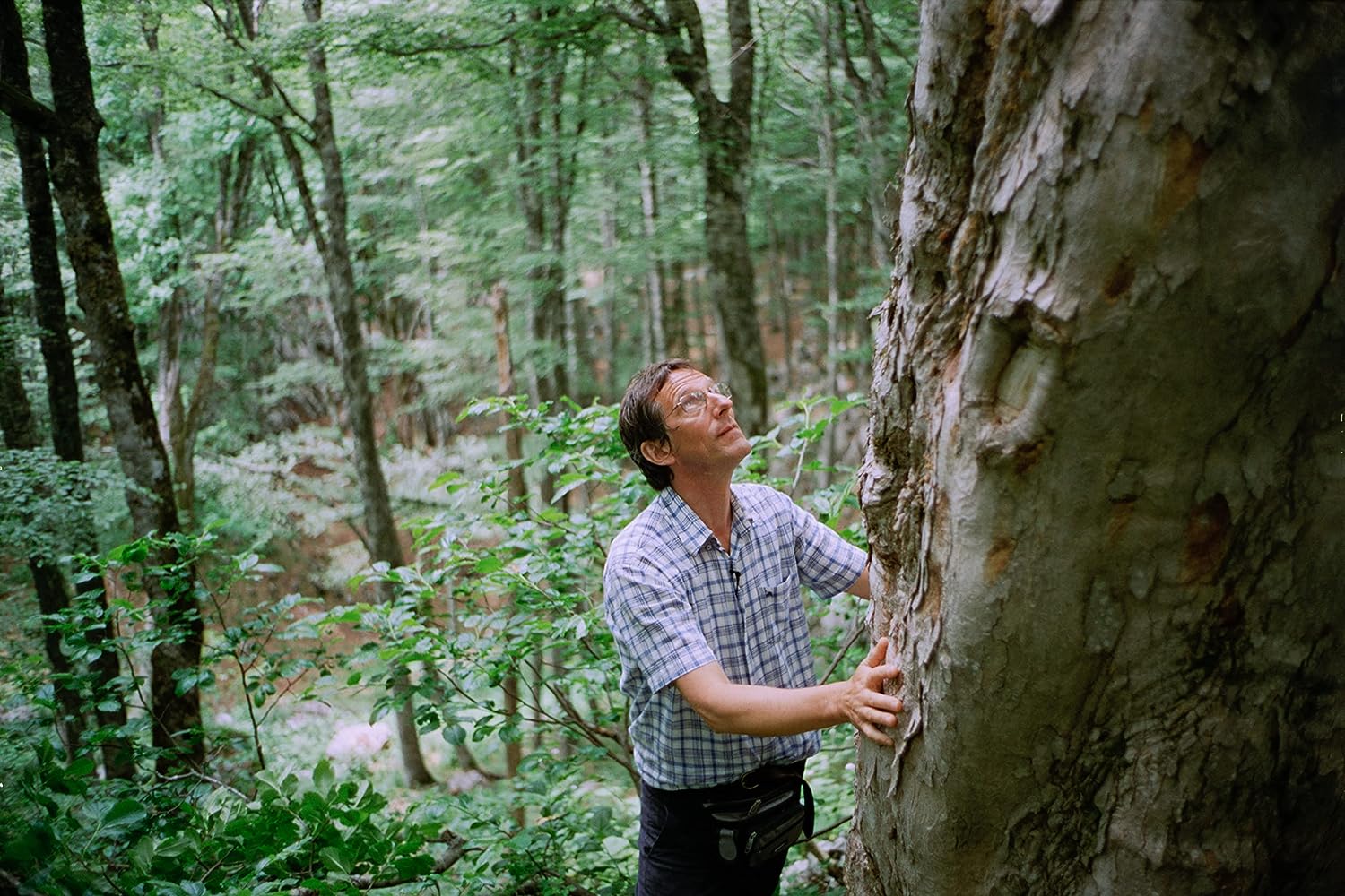 THE QUEST FOR TONEWOOD - THE QUEST FOR TONEWOOD / DVD