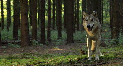 Auf der Jagd - Wem gehört die Natur?