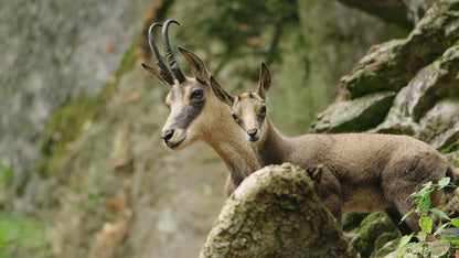 Auf der Jagd - Wem gehört die Natur?