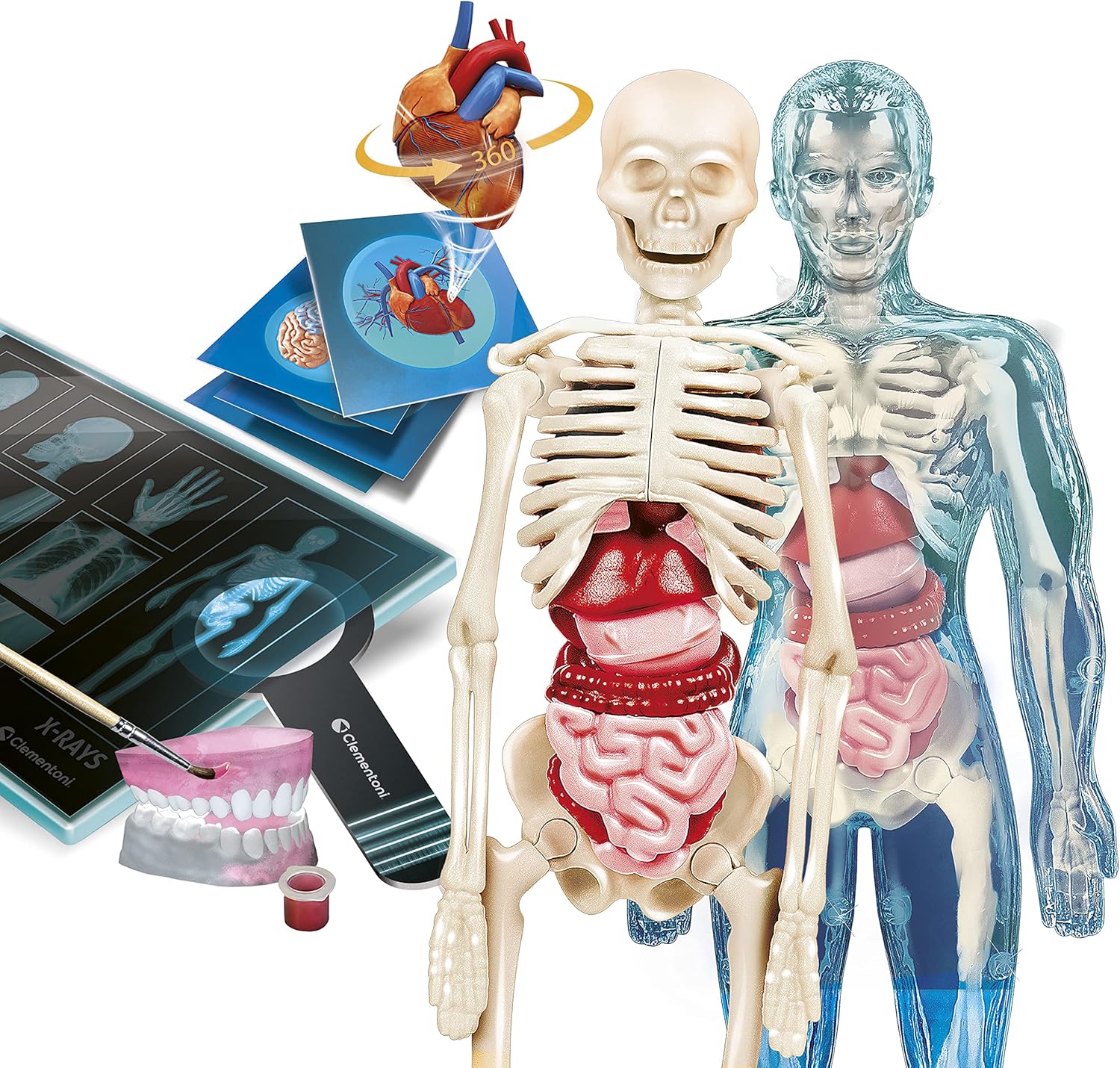 Clementoni Lab Super-Lab Anatomy, Science Experiments, Science Game Ages 8 - Made in Italy, Multi-Colour, 19299